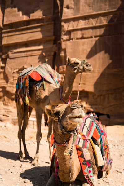 Camels have two brown near brown wall
